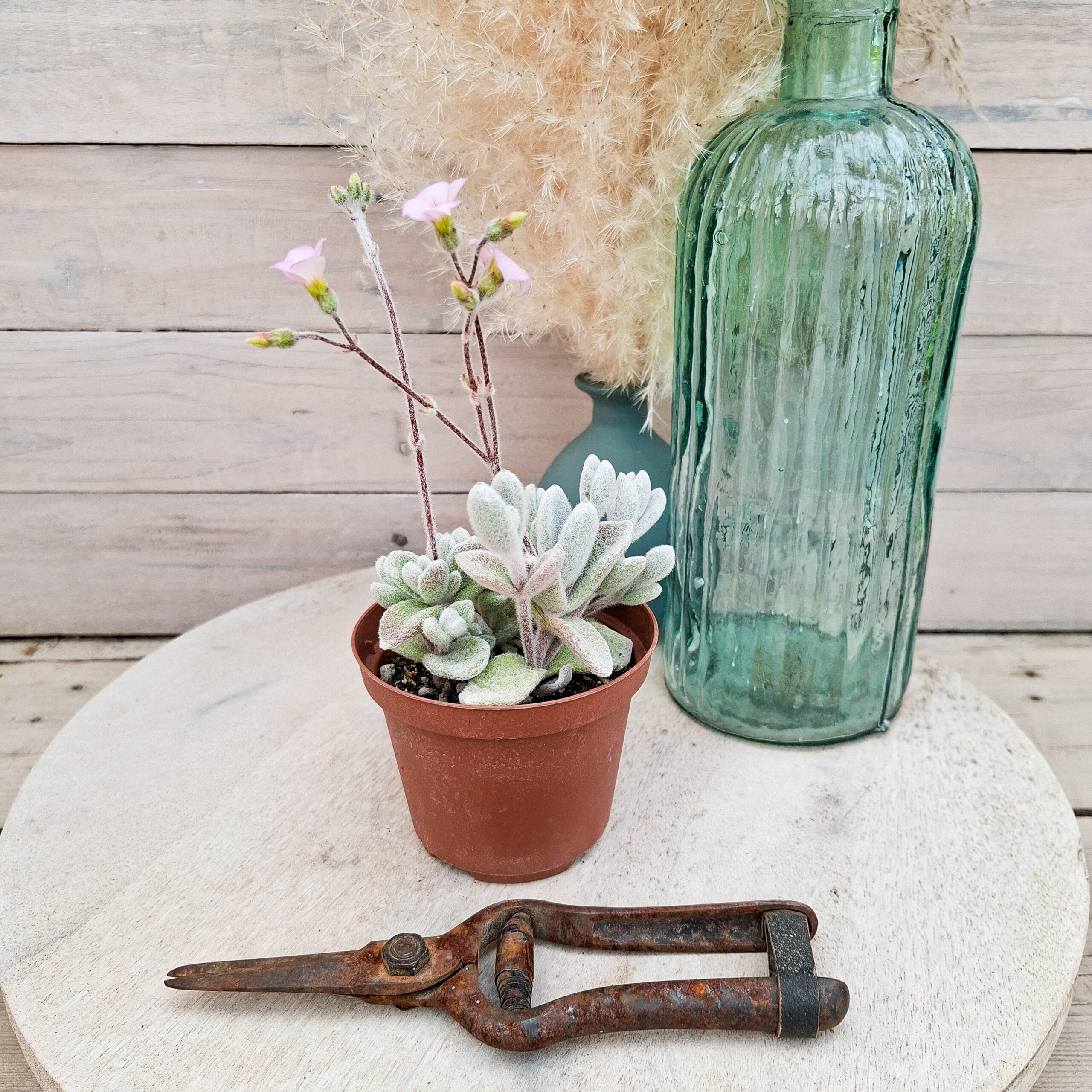 Kalanchoe eriophylla – Image 2