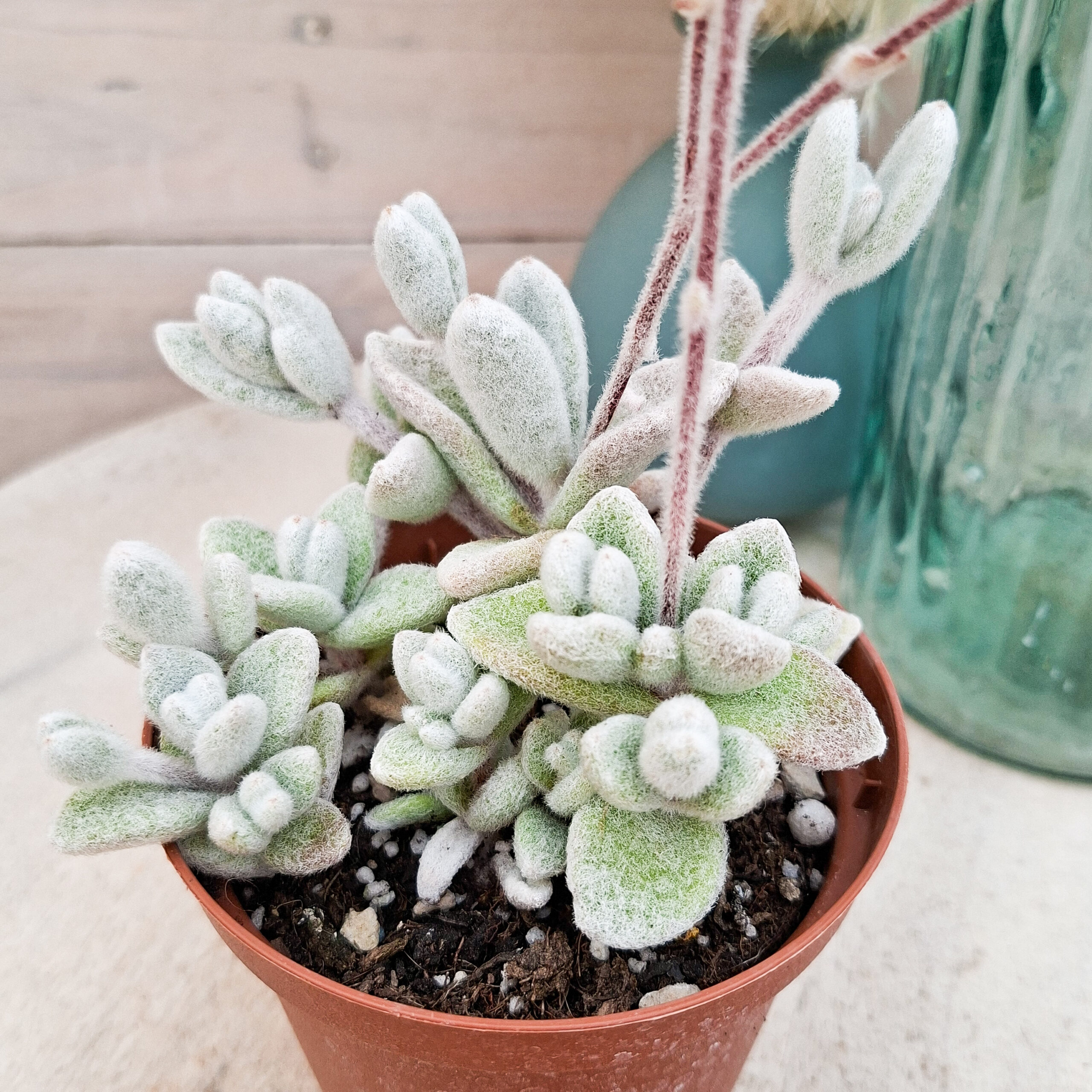 Kalanchoe eriophylla – Image 3
