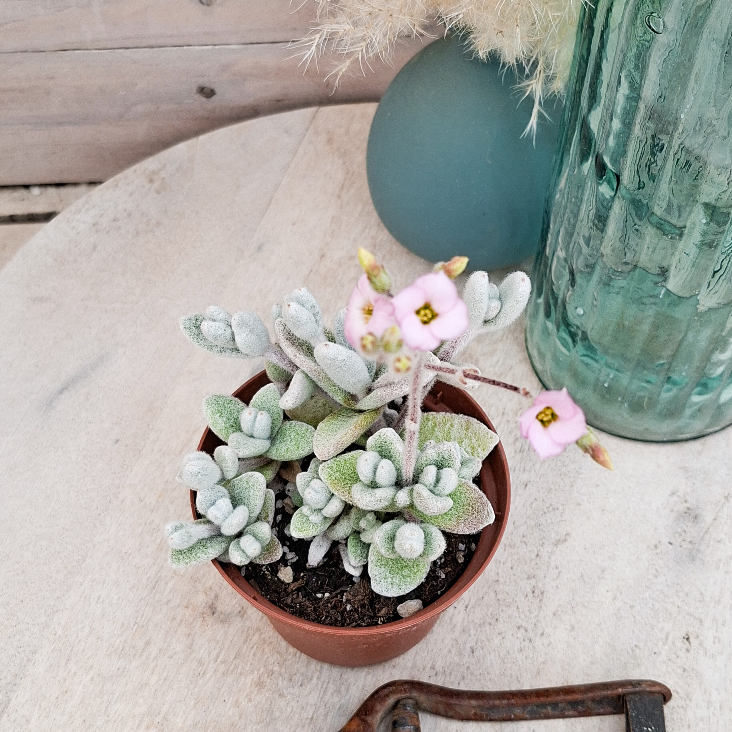 Kalanchoe eriophylla – Image 4