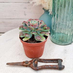 Echeveria ‘Raindrops’