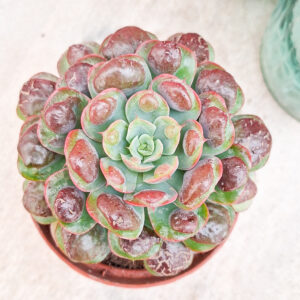 Echeveria ‘Raindrops’