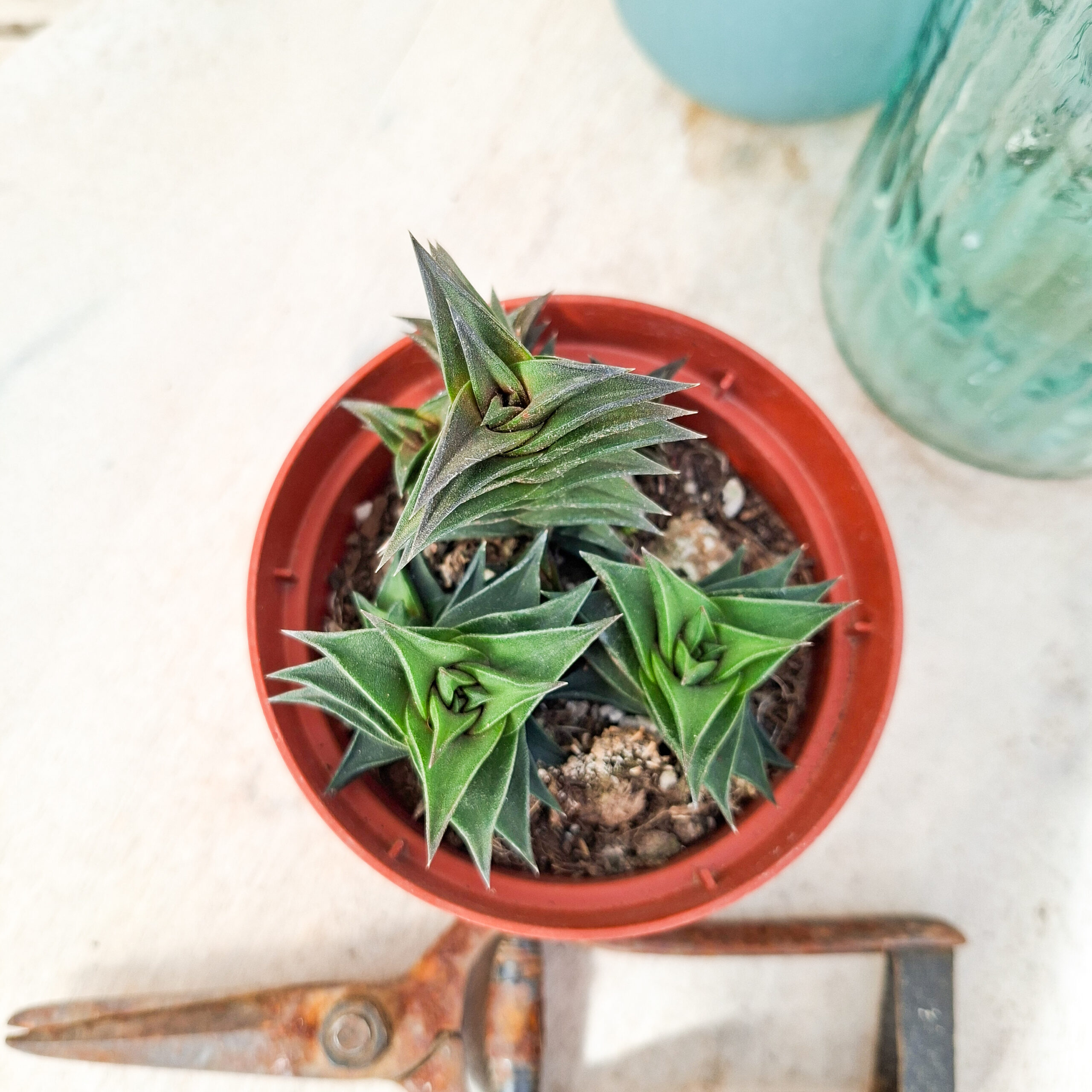 Haworthia viscosa – Image 2