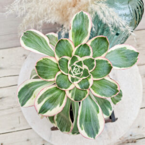 Aeonium &lsquo;Zeus&rsquo; pot Ø15 cm