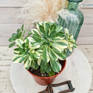 Aeonium &lsquo;Chou&rsquo; pot Ø15 cm