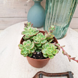 Echeveria ‘Victor’