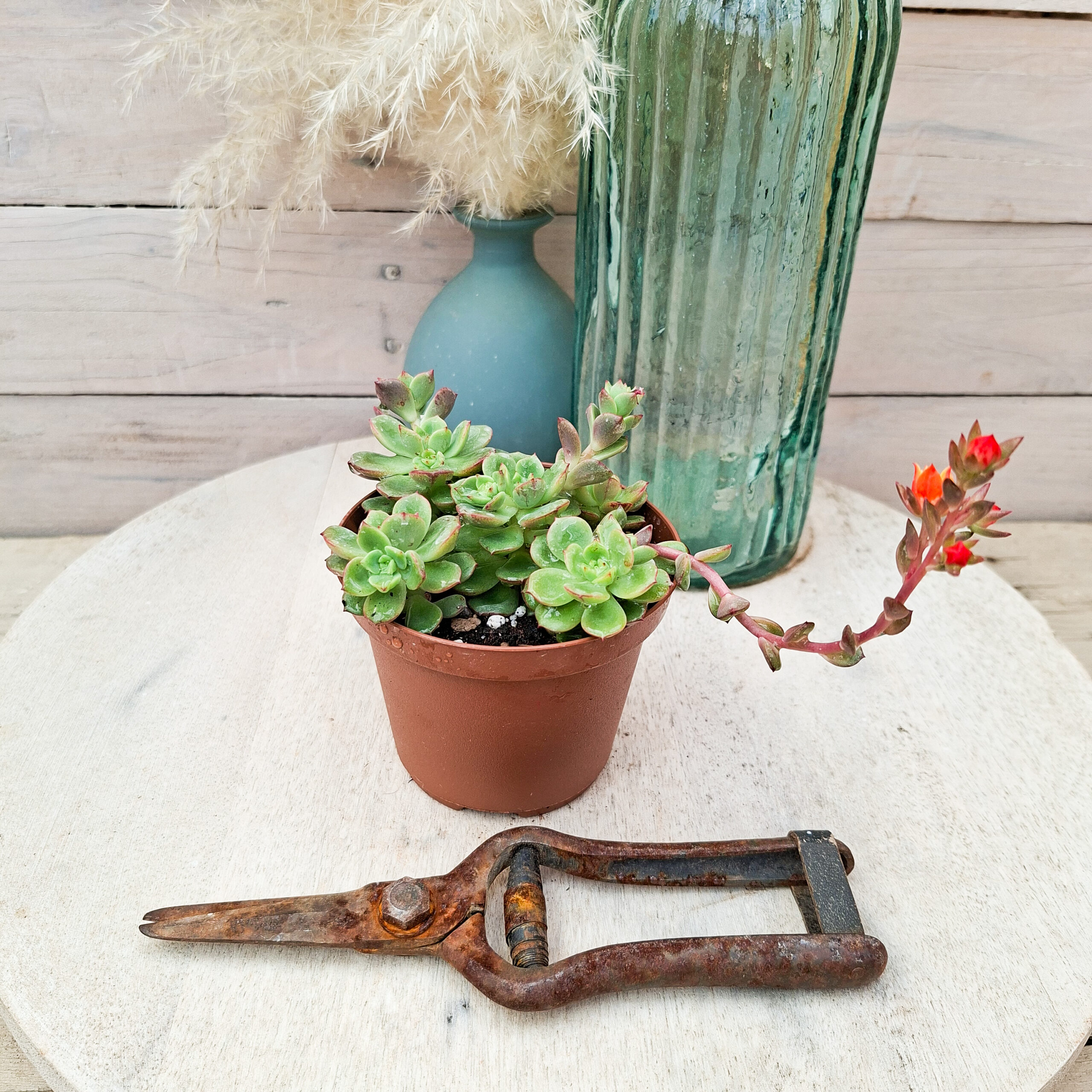 Echeveria 'Victor' – Image 2