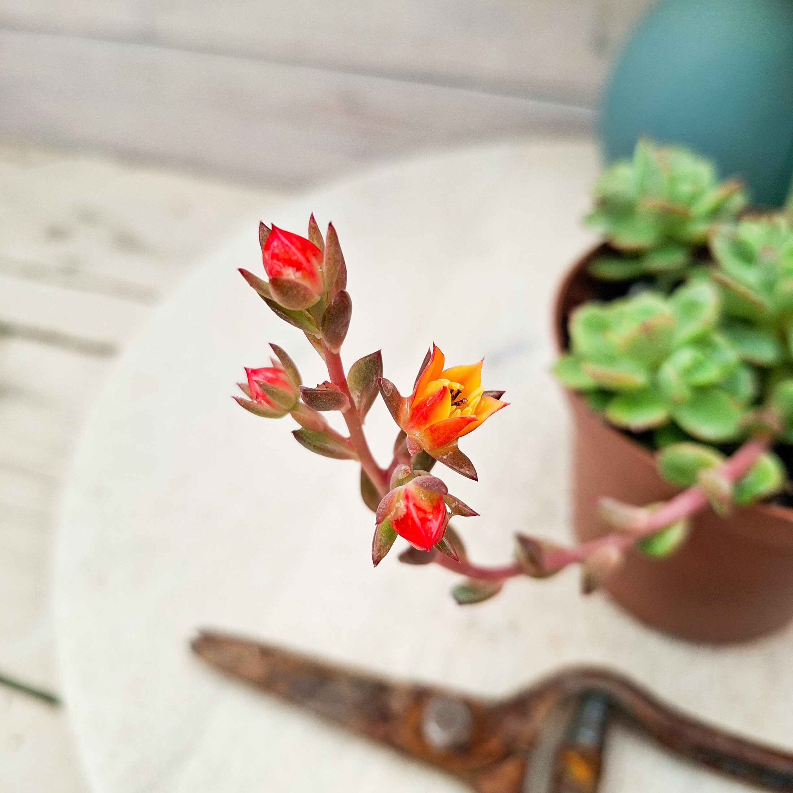 Echeveria 'Victor' – Image 3
