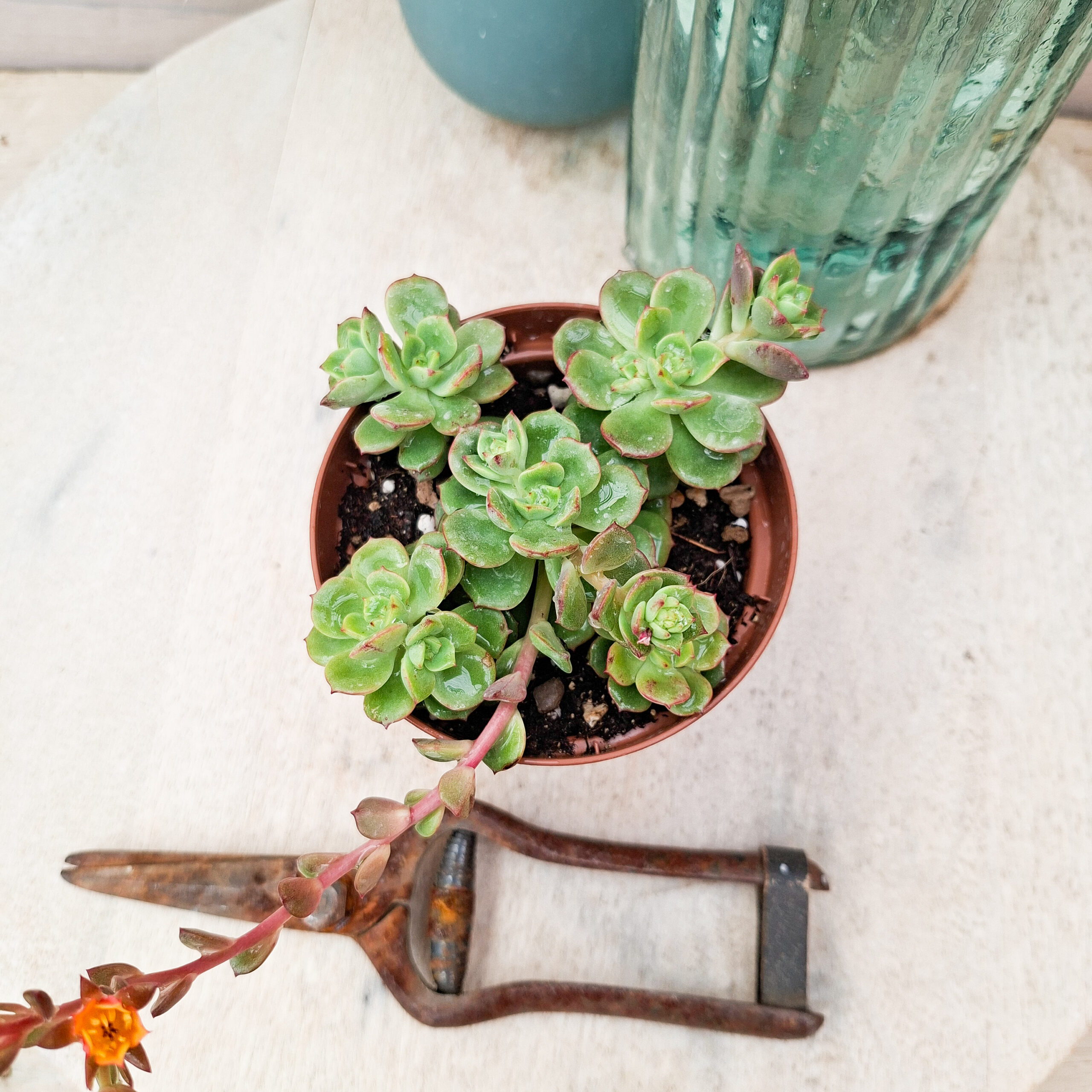 Echeveria 'Victor' – Image 4