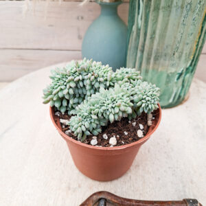 Echeveria ‘Chrissy n Ryan’ cristata
