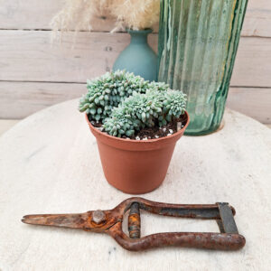Echeveria ‘Chrissy n Ryan’ cristata