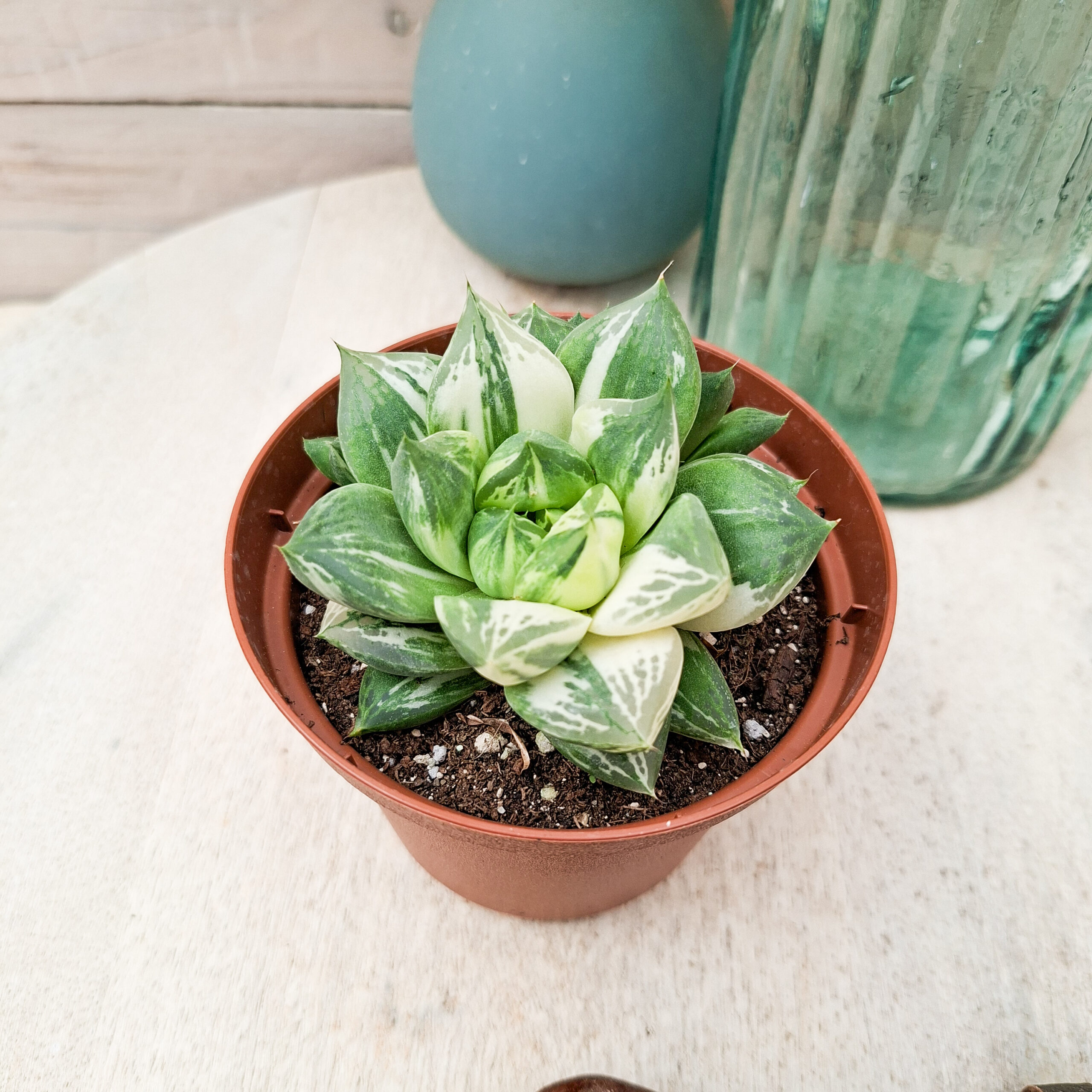 Haworthia cuspidata variegata – Image 3