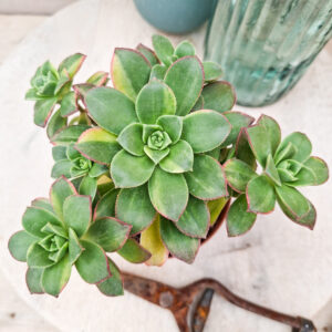 Aeonium &lsquo;Kiwi&rsquo; variegata