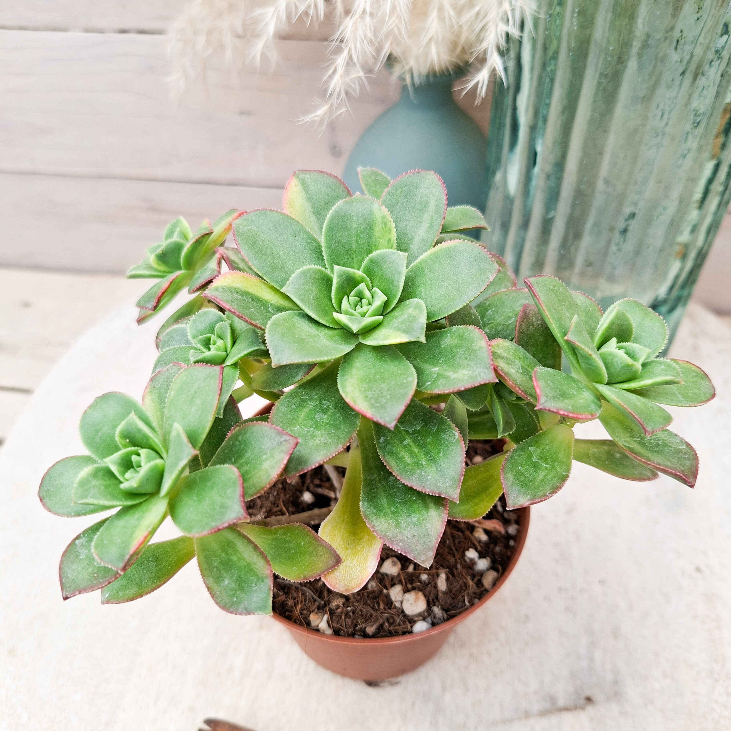 Aeonium 'Kiwi' variegata – Image 2
