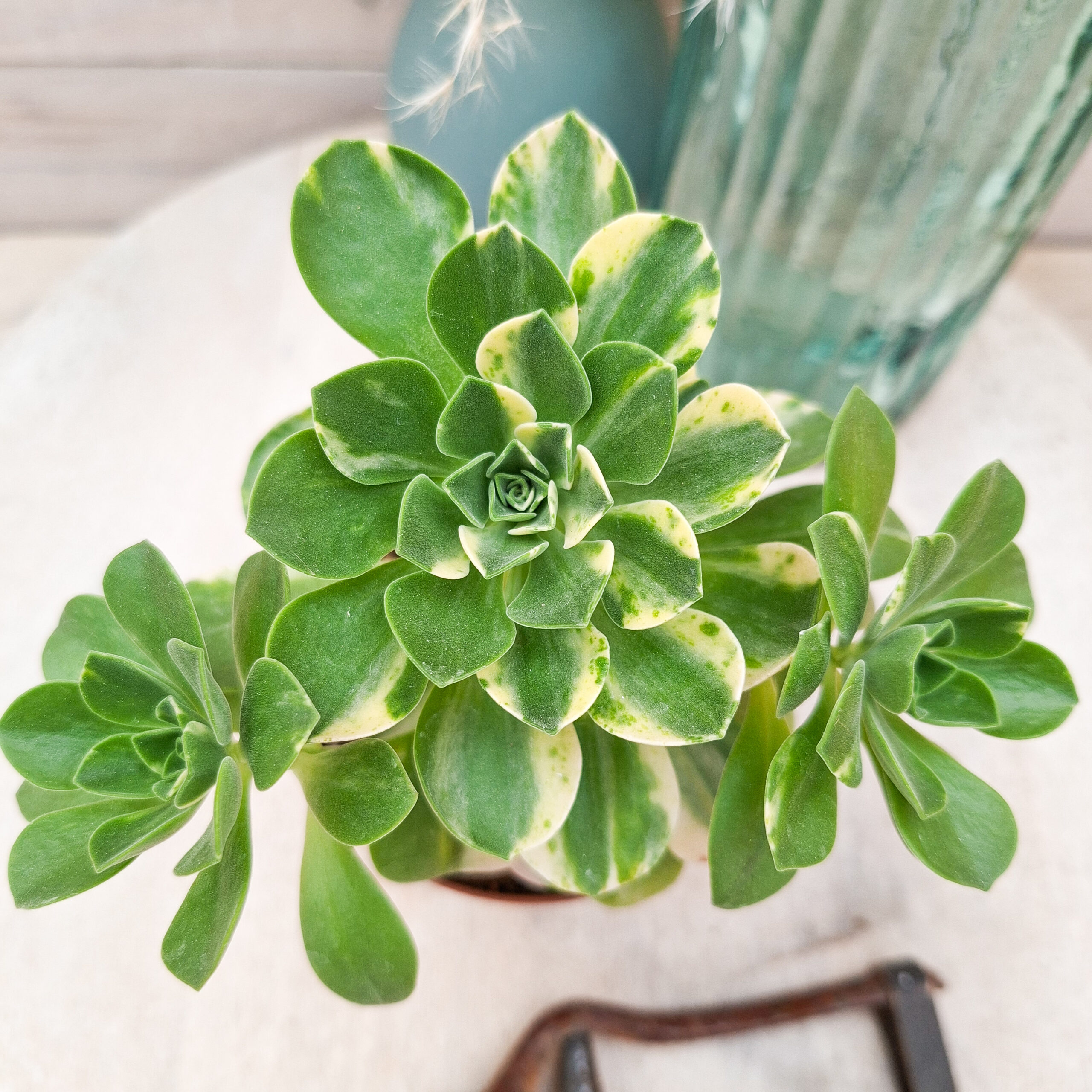 Aeonium 'Chou' pot Ø10 cm – Image 2