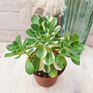 Aeonium &lsquo;Chou&rsquo; pot Ø10 cm