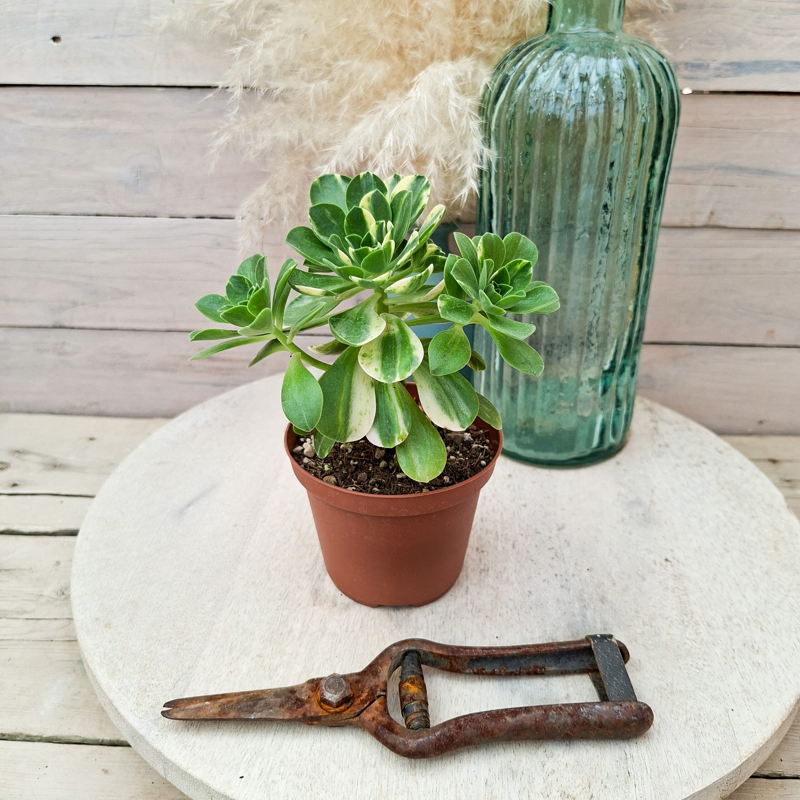 Aeonium 'Chou' pot Ø10 cm – Image 3