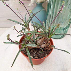 Ledebouria x socialis