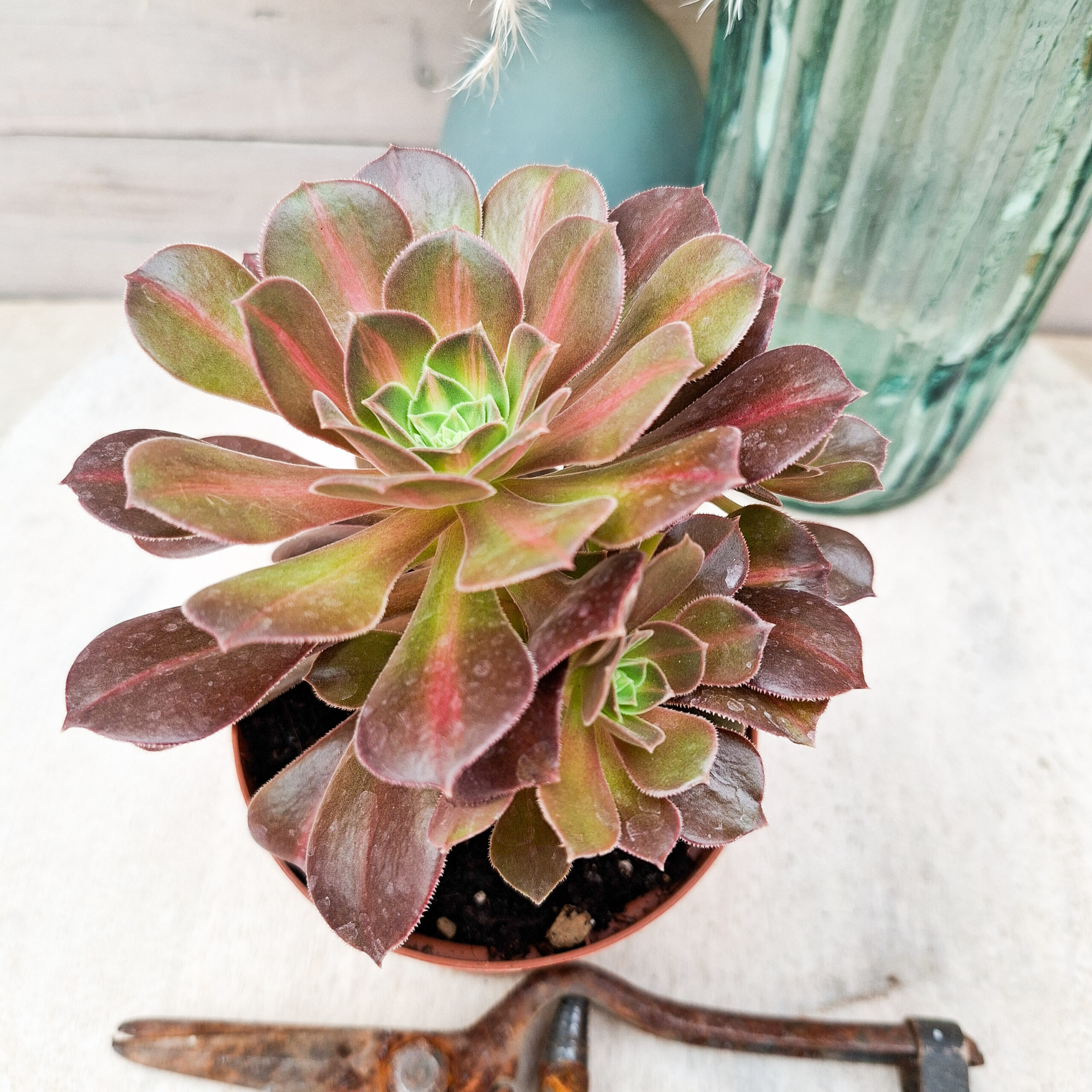 Aeonium 'Pink Witch Middle' – Image 2