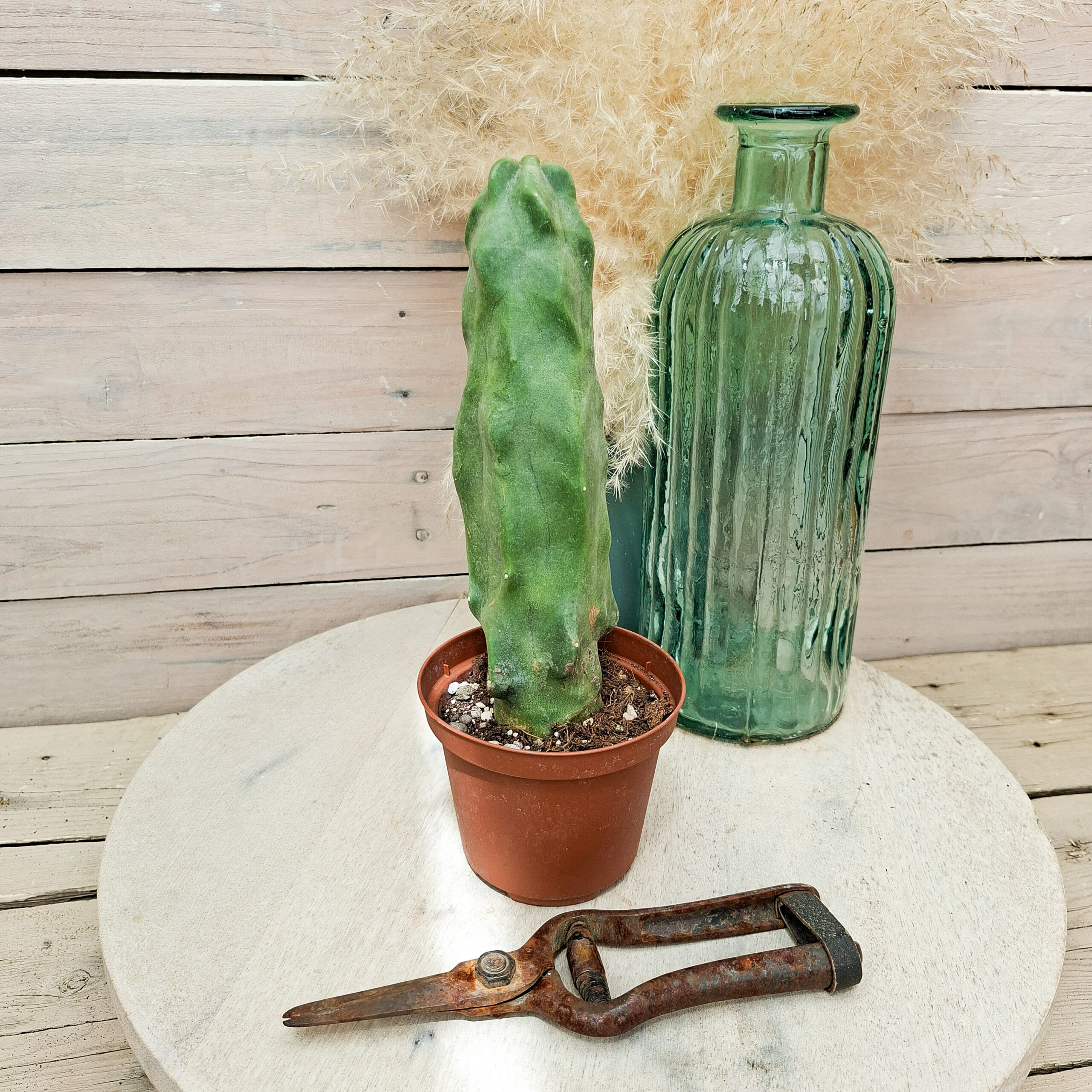 Lophocereus schottii monstruosus – Image 2