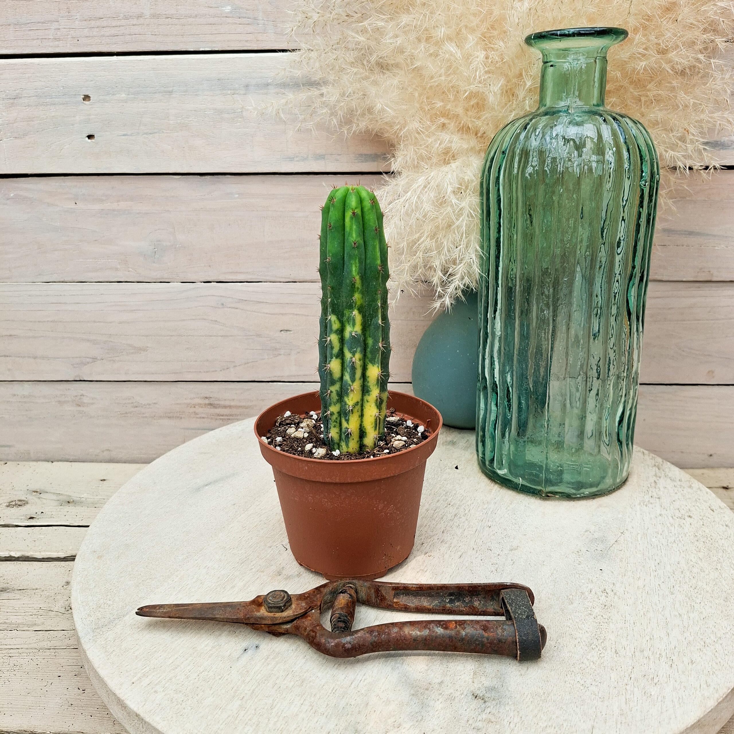 Trichocereus pachanoi variegata – Image 2