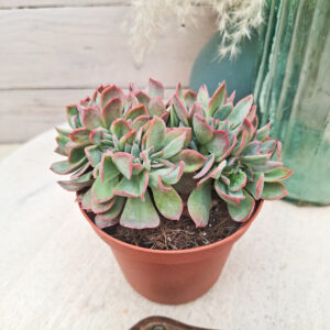 Echeveria ‘Luella’ cristata