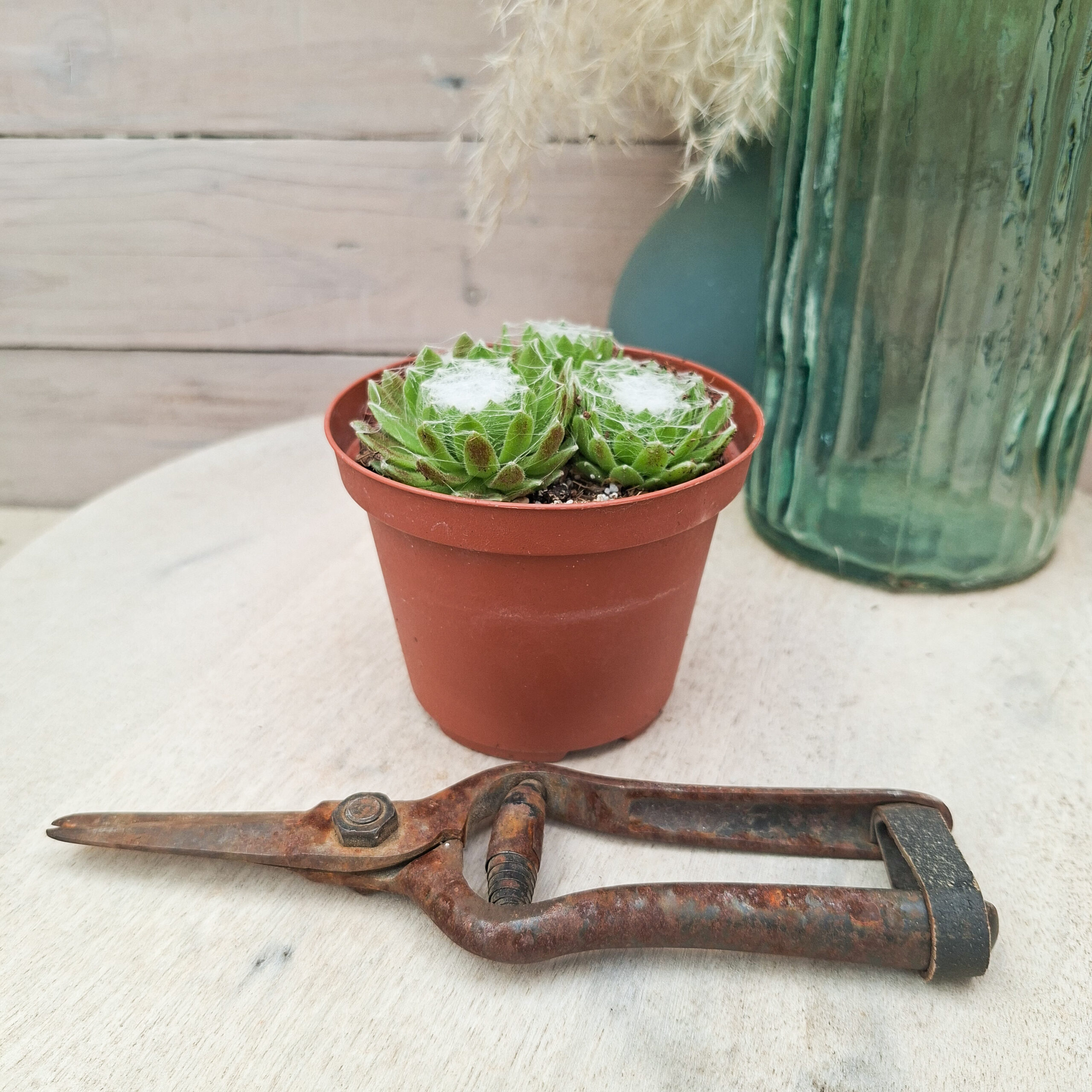 Sempervivum arachnoideum – Image 2