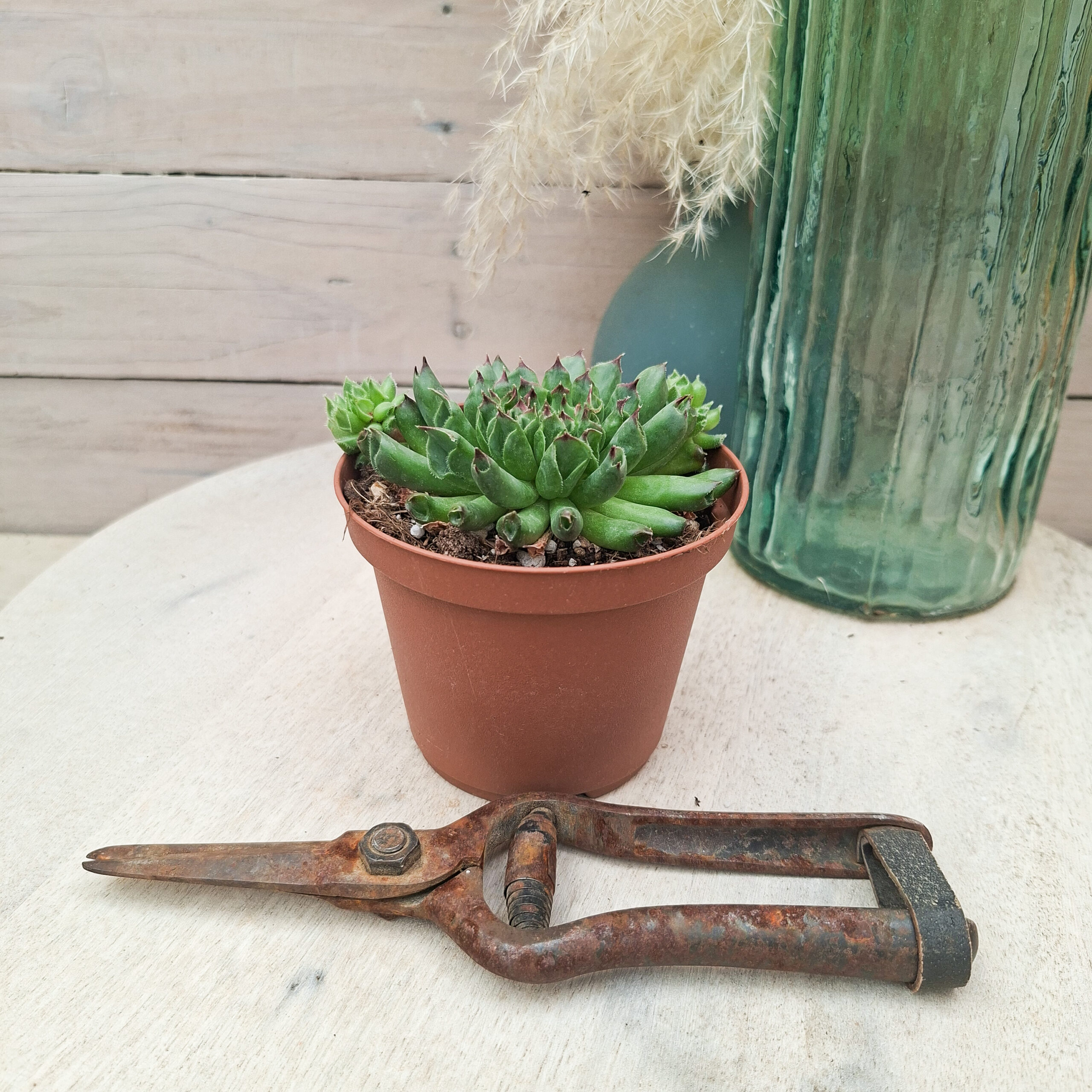 Sempervivum 'Oddity' – Image 2