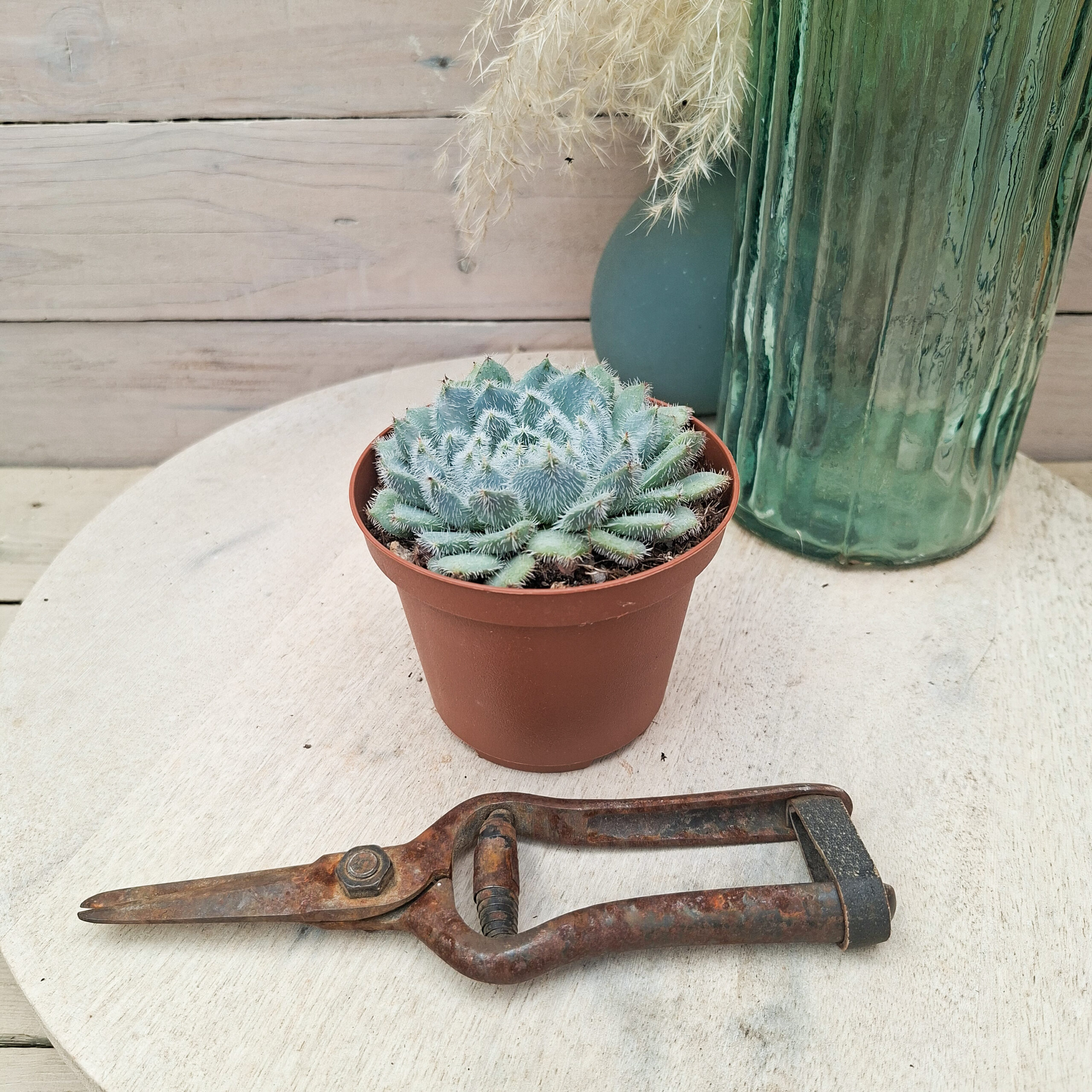 Echeveria setosa – Image 2