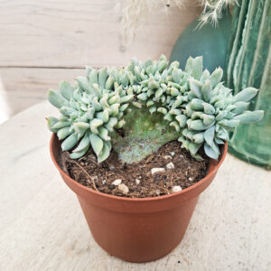 Echeveria ‘Topsy Turvy’ cristata