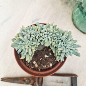 Echeveria ‘Topsy Turvy’ cristata