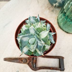 Agave isthmensis &lsquo;Orhi Razin Shirifukurin&rsquo;