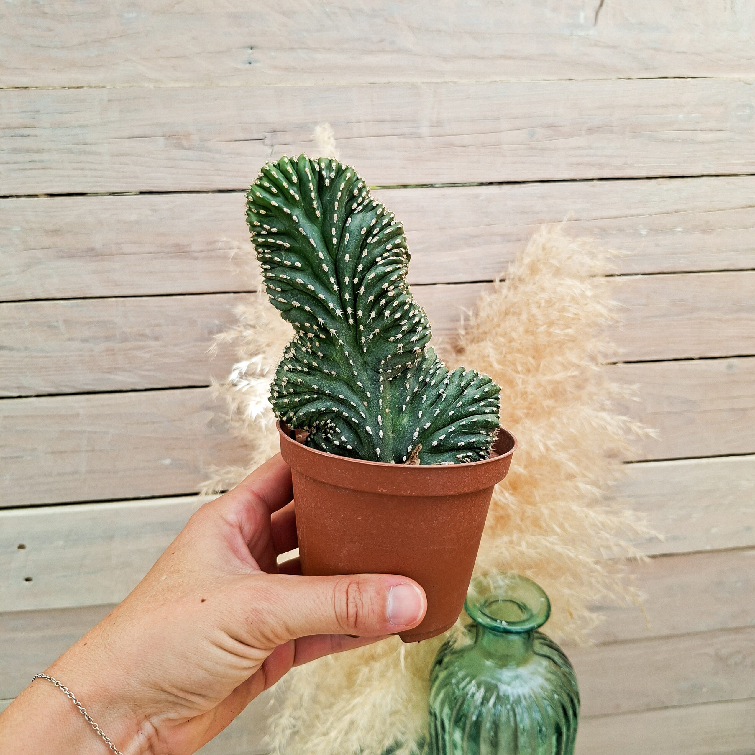 Lophocereus marginatus cristata – Image 2