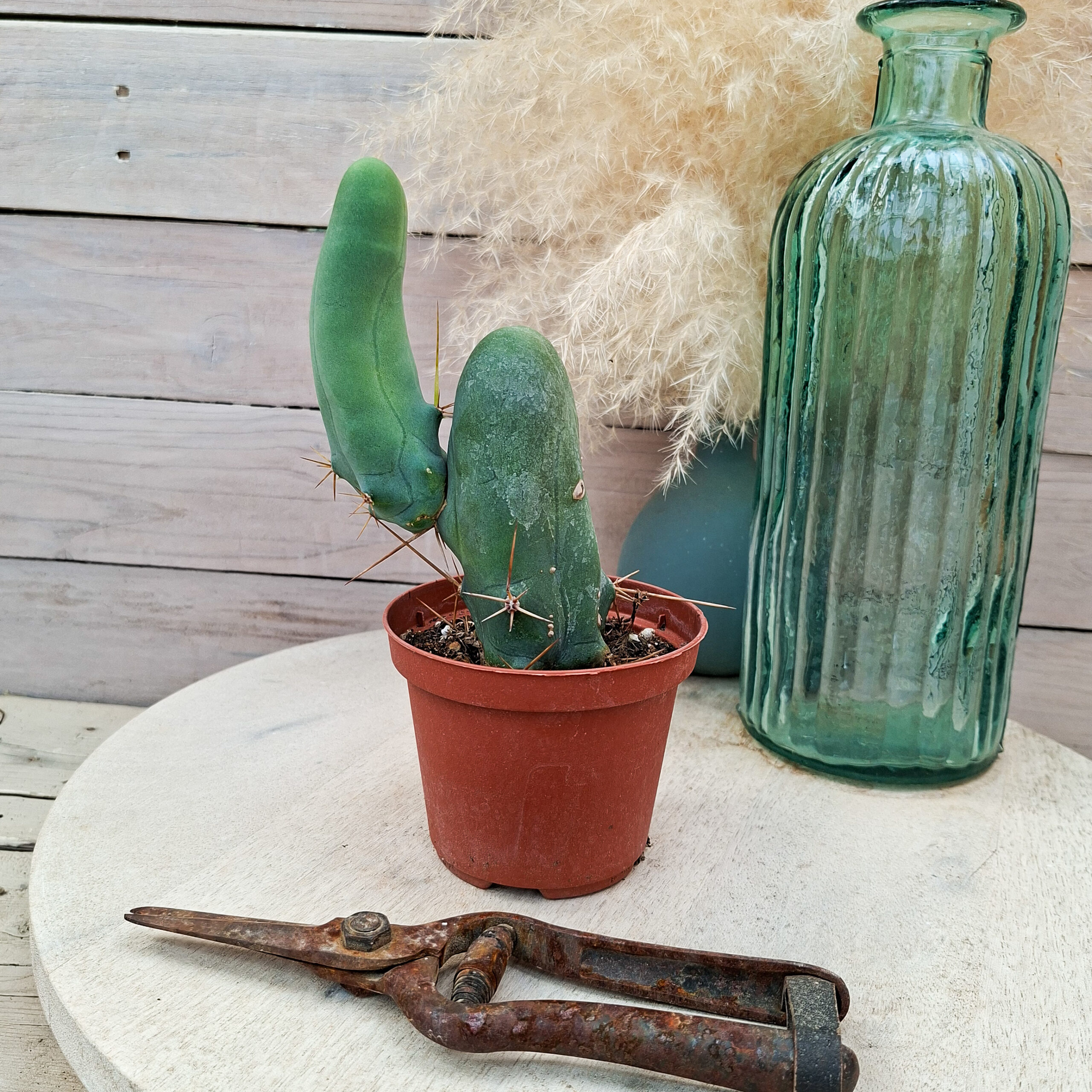 Trichocereus bridgesii monstruosus – Image 3
