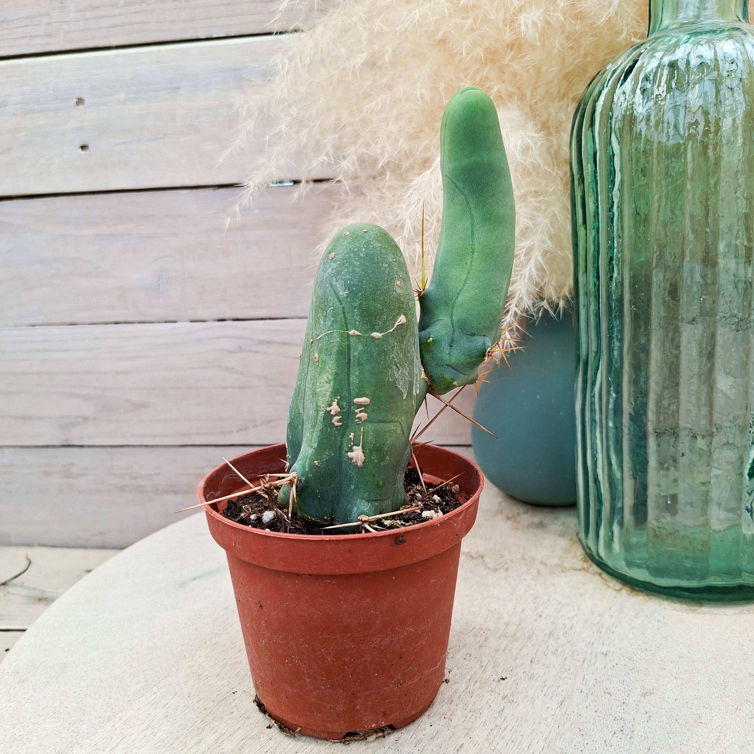 Trichocereus bridgesii monstruosus – Image 2