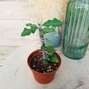 Euphorbe croizatii