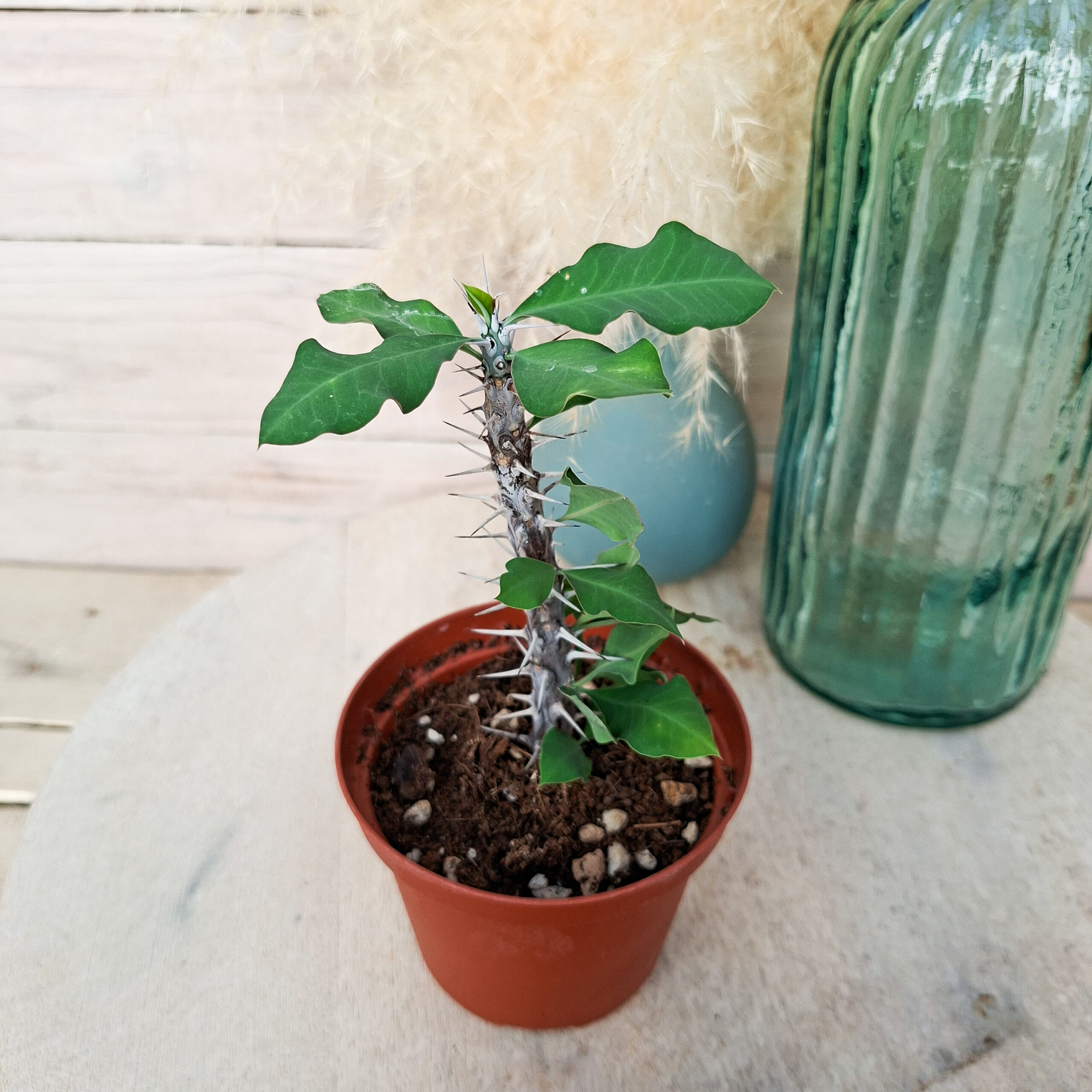 Euphorbe croizatii – Image 2