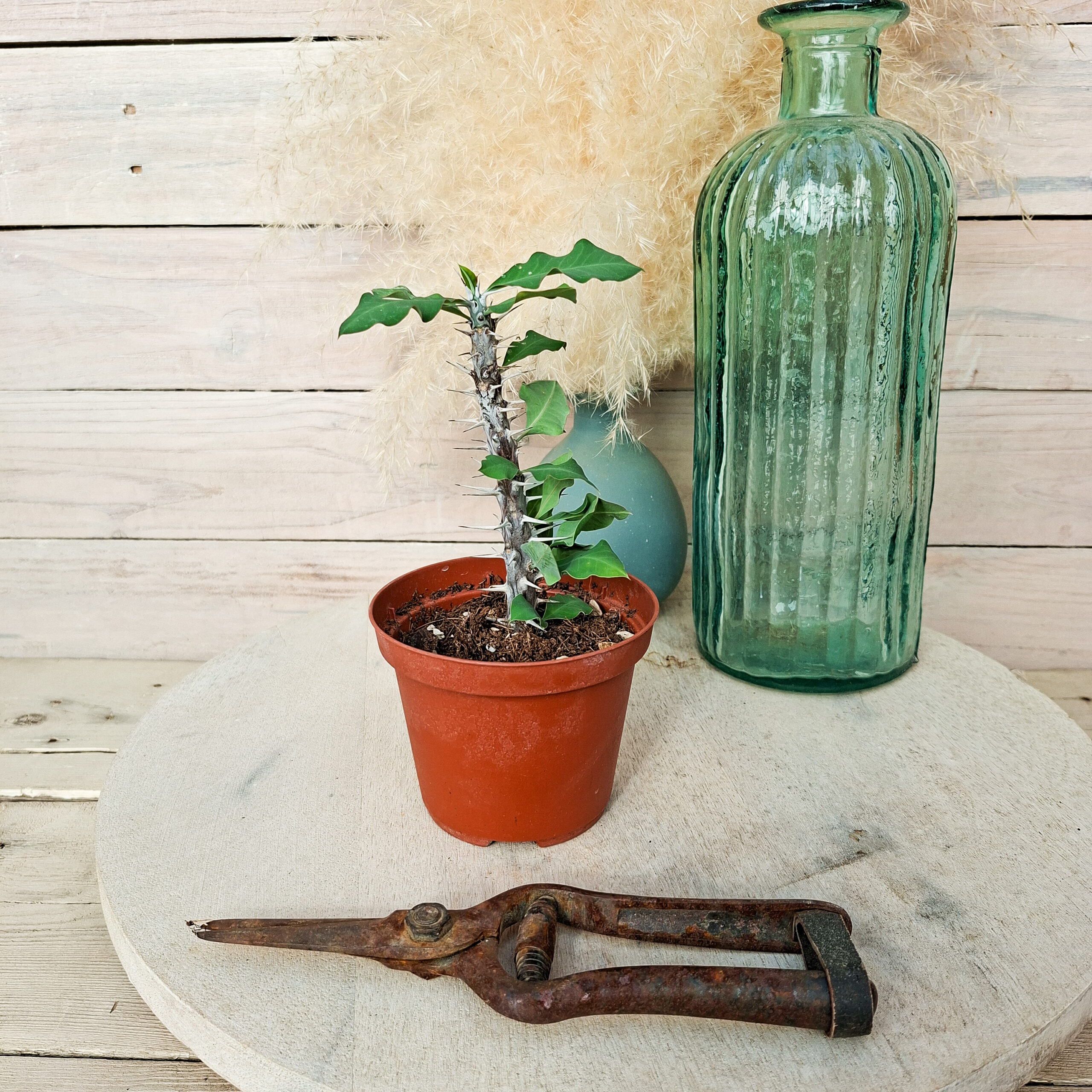 Euphorbe croizatii – Image 3