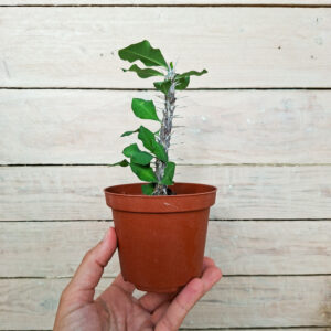 Euphorbe croizatii