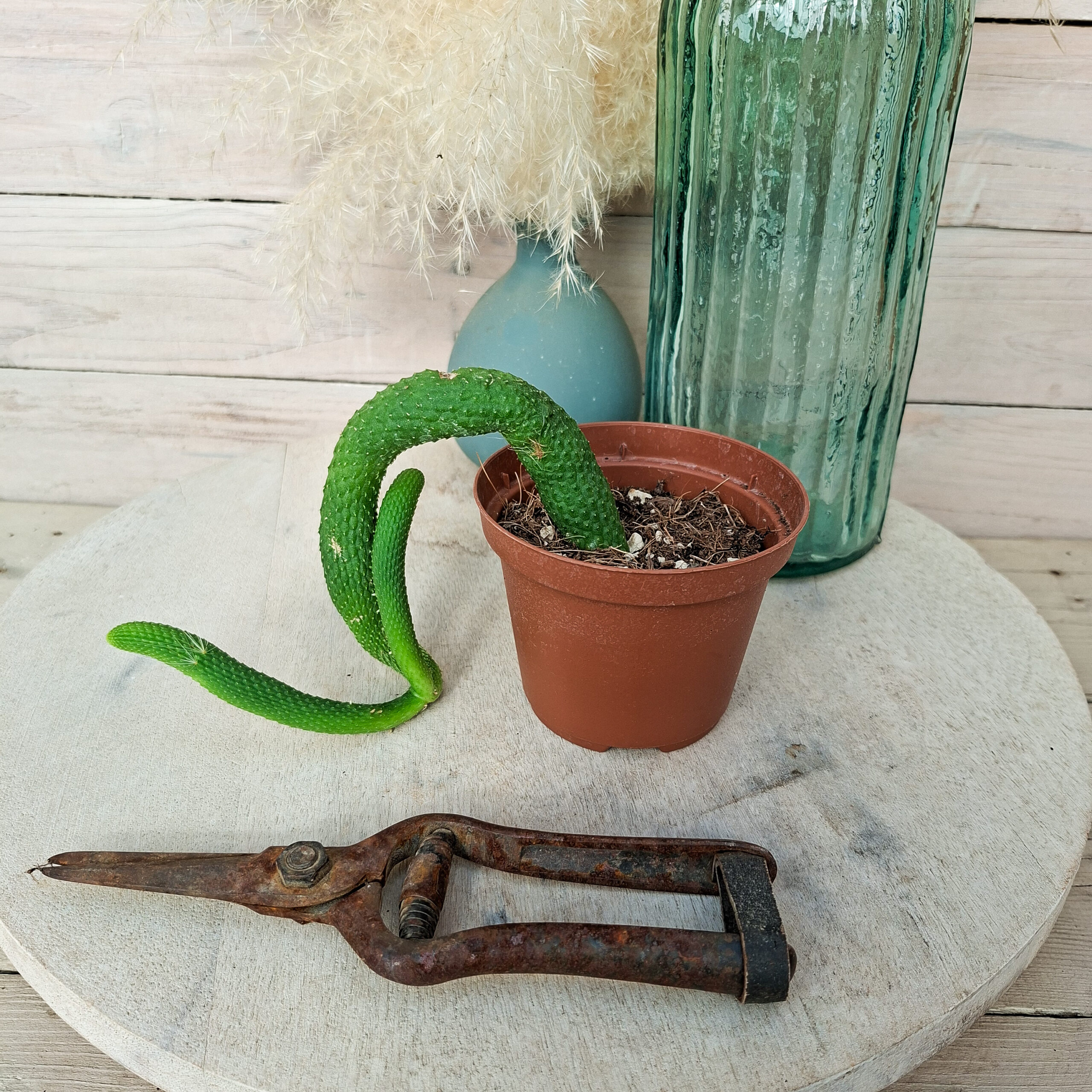 Cleistocactus colademononis f. inermis – Image 3
