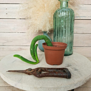 Cleistocactus colademononis f. inermis