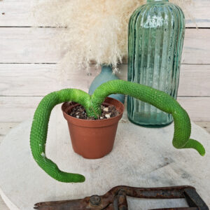 Cleistocactus colademononis f. inermis