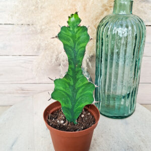 Euphorbe pseudocactus &lsquo;Zig Zag&rsquo;