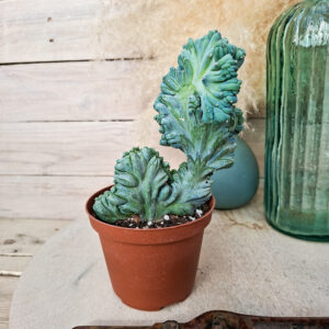 Myrtillocactus geometrizans &lsquo;Strictum&rsquo; cristata