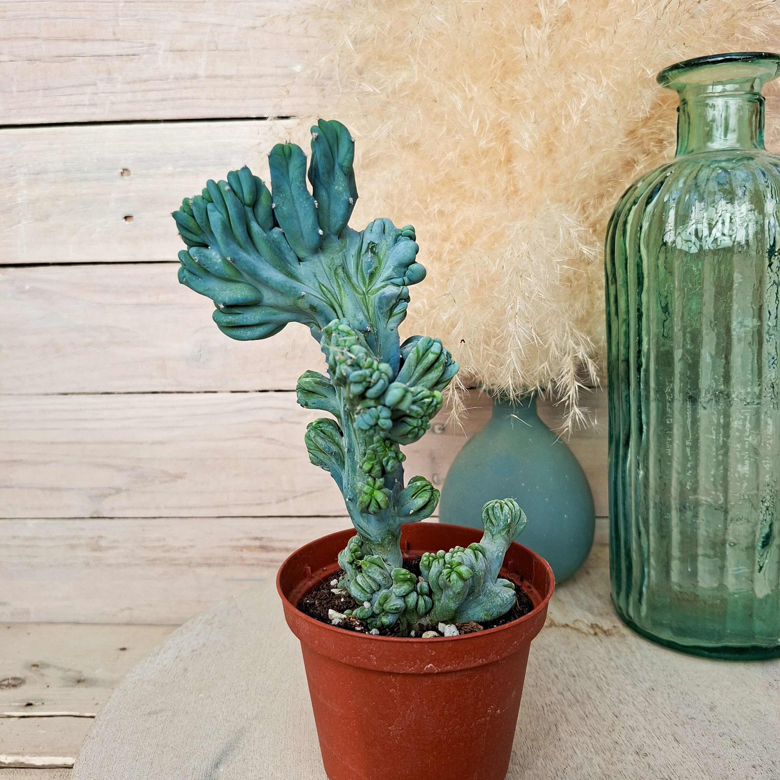 Myrtillocactus geometrizans 'Strictum' cristata – Image 2