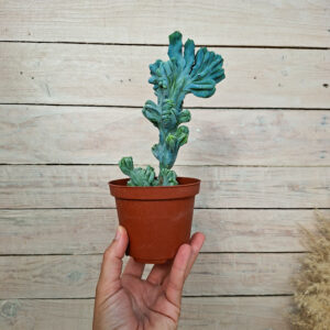 Myrtillocactus geometrizans &lsquo;Strictum&rsquo; cristata